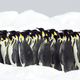 Illustration for article titled Heres how massive packs of penguins move as a single unit